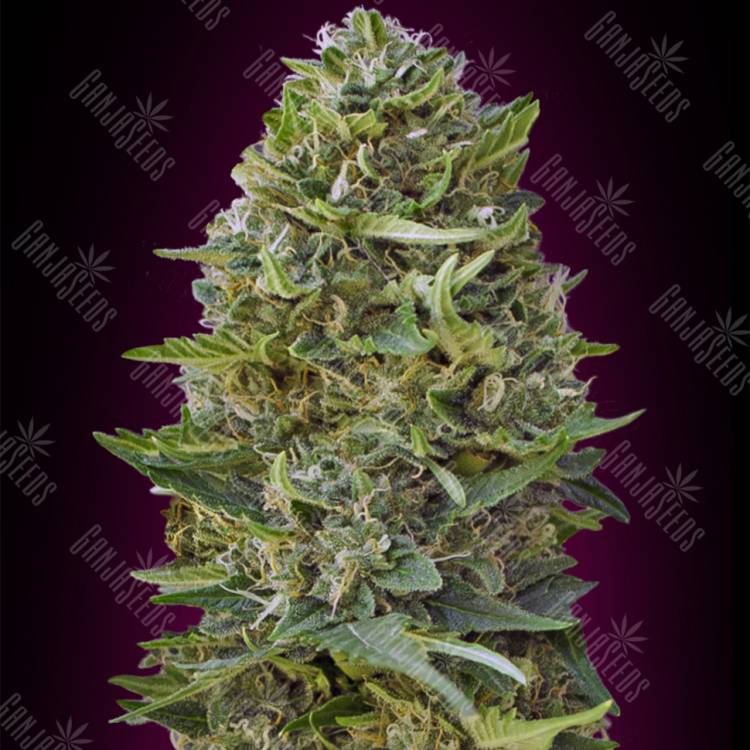 семена конопли гидропоники Caramel Kush feminised 00 Seeds семена конопли гидропоники Caramel Kush feminised 00 Seeds