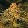 семена конопли интернет магазин Vanilla Kush feminised Barneys Farm