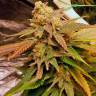 семена конопли f1 в оригинальной упаковке Vanilla Kush feminised Barneys Farm