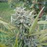 заказ семян конопли Спб Dedoverde Haze feminised Humboldt Seeds заказ семян конопли Спб Dedoverde Haze feminised Humboldt Seeds