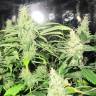 заказать качественные семена конопли 1024 feminised Medical Seeds