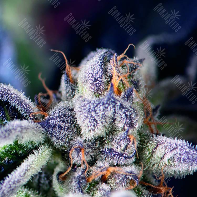 семена сортовой конопли Cookies USA feminised Pyramid Seeds семена сортовой конопли Cookies USA feminised Pyramid Seeds