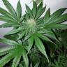 семена конопли недорого Cream Caramel CBD feminised Sweet Seeds семена конопли недорого Cream Caramel CBD feminised Sweet Seeds