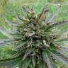 семена конопли медицинской Auto Blue Acid regular семена конопли медицинской Auto Blue Acid regular