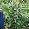 семена конопли элитных сортов Auto Blue Acid regular семена конопли элитных сортов Auto Blue Acid regular