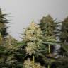 Amnesia Lemon feminised Breeders Community Seeds Amnesia Lemon feminised Breeders Community Seeds