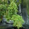 семена конопли в фирменной упаковке Dr. Grinspoon regular Ganja Seeds семена конопли в фирменной упаковке Dr. Grinspoon regular Ganja Seeds
