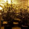 заказать качественные семена конопли Desert Diesel feminised Humboldt Seeds