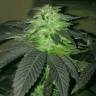 заказать на сайте семена конопли Durga Mata feminised Paradise Seeds