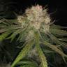 где заказать семена конопли Cream Caramel F1 Fast Version feminised Sweet Seeds где заказать семена конопли Cream Caramel F1 Fast Version feminised Sweet Seeds
