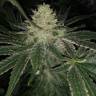 семена конопли наложенным платежом Cream Caramel F1 Fast Version feminised Sweet Seeds семена конопли наложенным платежом Cream Caramel F1 Fast Version feminised Sweet Seeds