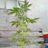 Недорогие семена конопли Auto AK 49 feminised GanjaLiveSeeds Недорогие семена конопли Auto AK 49 feminised GanjaLiveSeeds