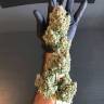 заказ семян конопли Спб Auto White Widow regular заказ семян конопли Спб Auto White Widow regular