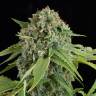 семена индийской конопли Auto White Widow regular семена индийской конопли Auto White Widow regular