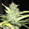семена конопли скороспелый купить Blue Himalaya feminised семена конопли скороспелый купить Blue Himalaya feminised