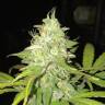 семена конопли гидропоники Blue Himalaya feminised семена конопли гидропоники Blue Himalaya feminised