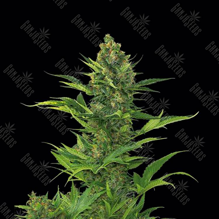 купить семена конопли в России Auto Blue Amnesia XXL Feminised купить семена конопли в России Auto Blue Amnesia XXL Feminised