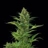 купить семена конопли в России Auto Blue Amnesia XXL Feminised купить семена конопли в России Auto Blue Amnesia XXL Feminised