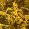 заказать семена конопли в России Auto Blue Amnesia XXL Feminised заказать семена конопли в России Auto Blue Amnesia XXL Feminised