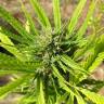 купить семена конопли CBD Blue Shark feminised Barneys Farm купить семена конопли CBD Blue Shark feminised Barneys Farm