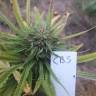 заказ семян конопли Спб CBD Blue Shark feminised Barneys Farm заказ семян конопли Спб CBD Blue Shark feminised Barneys Farm