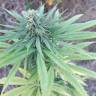 семена конопли Россия CBD Blue Shark feminised Barneys Farm семена конопли Россия CBD Blue Shark feminised Barneys Farm