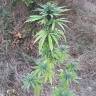 заказ семян конопли Москва CBD Blue Shark feminised Barneys Farm заказ семян конопли Москва CBD Blue Shark feminised Barneys Farm