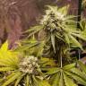 семена конопли курьером Dr Greenthumb's Em-Dog By B-Real feminised Humboldt Seeds