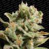 семена индийской конопли Dutch Dragon feminised Paradise Seeds