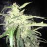 семена конопли в оригинальных упаковках Lemon Shining Silver Haze feminised Royal Queen семена конопли в оригинальных упаковках Lemon Shining Silver Haze feminised Royal Queen