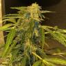 где можно заказать семена конопли Cream Caramel feminised Sweet Seeds