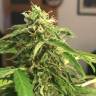 хорошие семена конопли Cream Caramel feminised Sweet Seeds