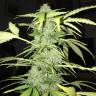 конопля семена сорта заказать Cream Caramel feminised Sweet Seeds