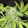 семена конопли курьером Cream Caramel feminised Sweet Seeds