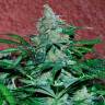 семена конопли для курения Auto Amnesia feminised Ganja Live Seeds семена конопли для курения Auto Amnesia feminised Ganja Live Seeds