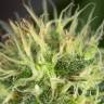 семена конопли курьером Auto Amnesia feminised Ganja Live Seeds семена конопли курьером Auto Amnesia feminised Ganja Live Seeds