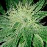 семена конопли для посадки купить Auto Amnesia feminised Ganja Live Seeds семена конопли для посадки купить Auto Amnesia feminised Ganja Live Seeds