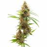 семена конопли сорта сатива Auto Amnesia feminised Ganja Live Seeds семена конопли сорта сатива Auto Amnesia feminised Ganja Live Seeds