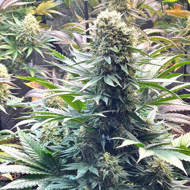 Семена Banana Punch feminised Ganja Seeds Семена Banana Punch feminised Ganja Seeds