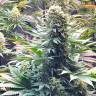 Семена Banana Punch feminised Ganja Seeds Семена Banana Punch feminised Ganja Seeds