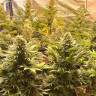 Семена конопли Banana Punch feminised Ganja Seeds Семена конопли Banana Punch feminised Ganja Seeds