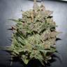 семена конопли сорта сатива Auto AK 47 regular семена конопли сорта сатива Auto AK 47 regular