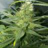 семена конопли аутдор Auto AK 47 regular семена конопли аутдор Auto AK 47 regular
