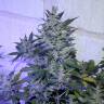 мощные семена конопли Auto AK 47 regular мощные семена конопли Auto AK 47 regular