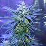 семена конопли автоцвет Auto AK 47 regular семена конопли автоцвет Auto AK 47 regular