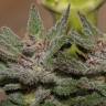 семена конопли наложенным платежом Violator Kush feminised семена конопли наложенным платежом Violator Kush feminised
