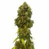 где можно заказать семена конопли A.M.S. feminised Green House Seeds где можно заказать семена конопли A.M.S. feminised Green House Seeds