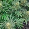 где можно заказать семена конопли наложкой Early Skunk regular Ganja Seeds где можно заказать семена конопли наложкой Early Skunk regular Ganja Seeds