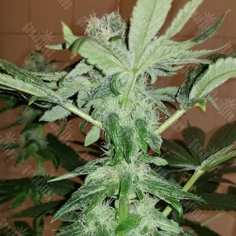 заказ семян конопли CBD Critical Cure feminised Barneys Farm заказ семян конопли CBD Critical Cure feminised Barneys Farm