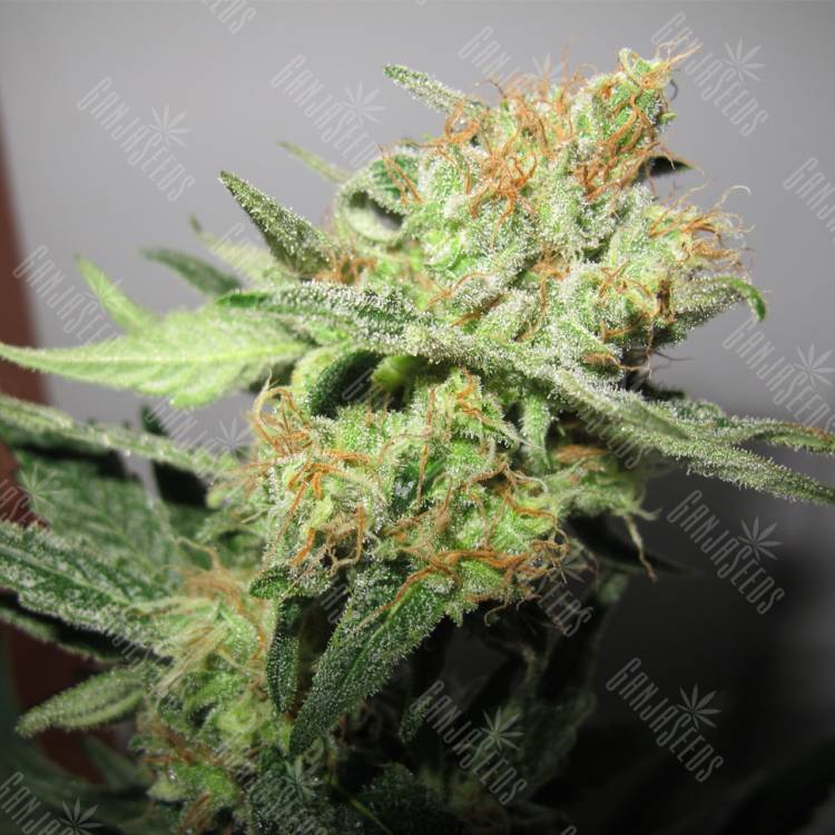 семена культурной конопли купить Y Griega CBD feminised Medical Seeds семена культурной конопли купить Y Griega CBD feminised Medical Seeds